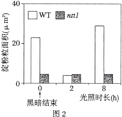 光照时长h黑暗结束图2