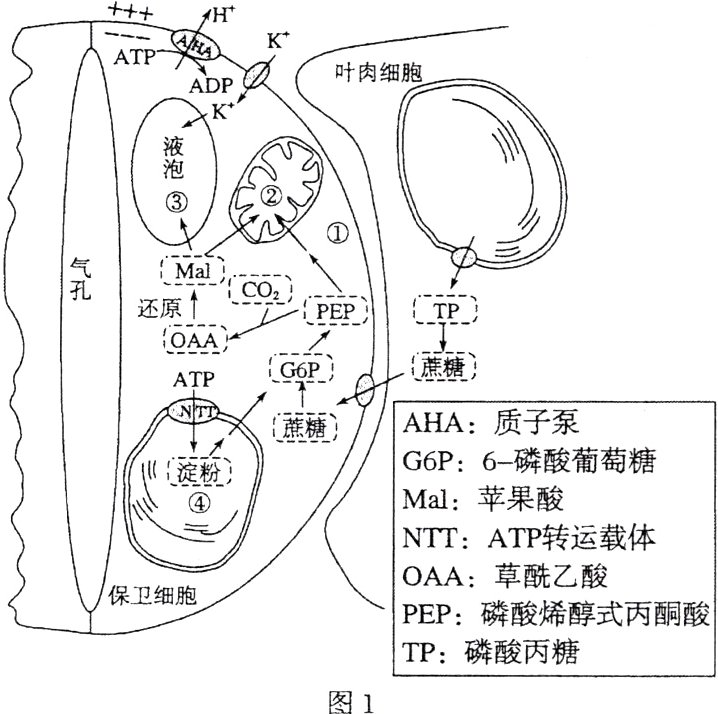 TP磷酸丙糖图1
