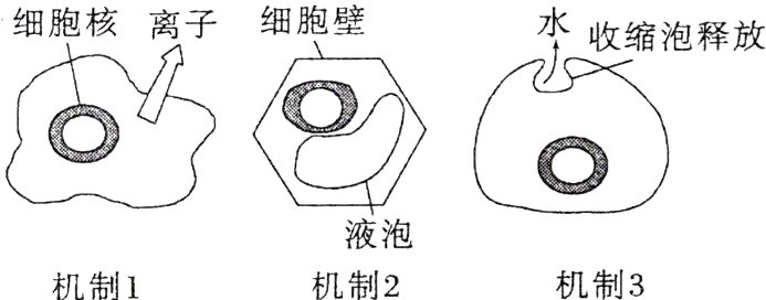 液泡机制3机制2机制1