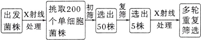 出X处线筛选菌株