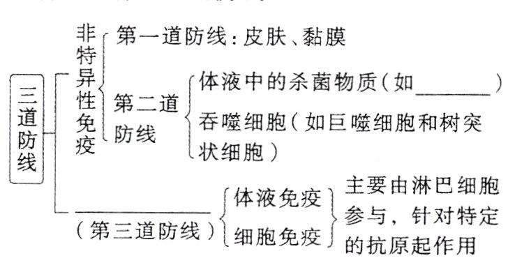 第三道防线细胞免疫的抗原起作用