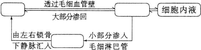 由左右锁骨小部分渗人下静脉汇入毛细淋巴管