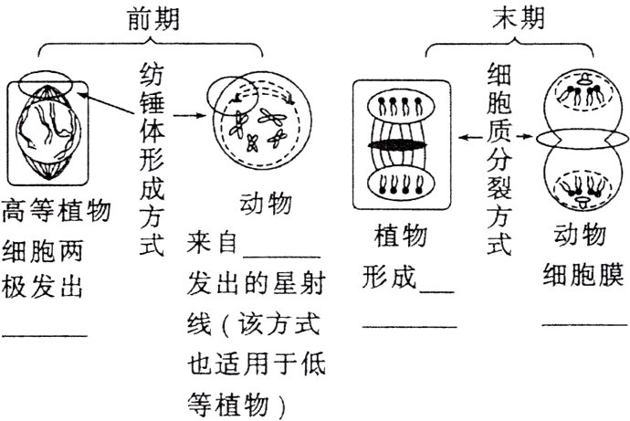 也适用于低等植物