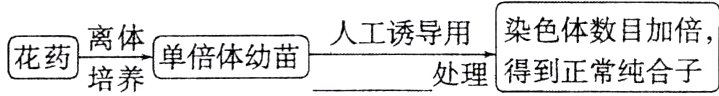 染色体数目加倍人工诱导用花药离体单倍体幼苗处理得到正常纯合子培养