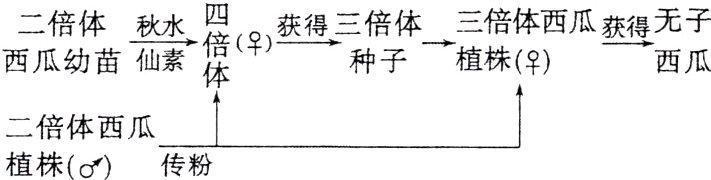 二倍体西瓜植株o传粉