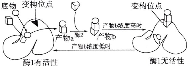酶1无活性酶1有活性