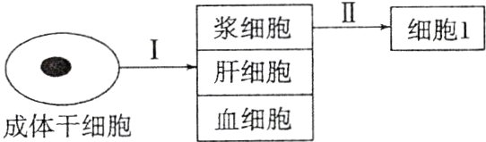 血细胞成体干细胞