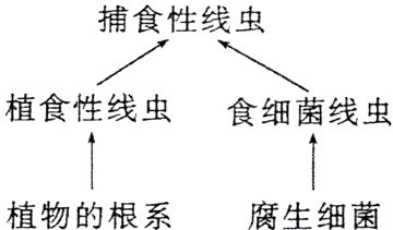 植物的根系腐生细菌