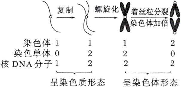 呈染色质形态呈染色体形态