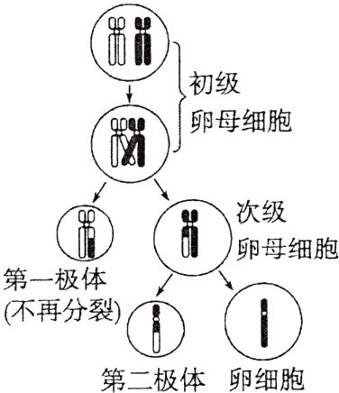 第二极体卵细胞
