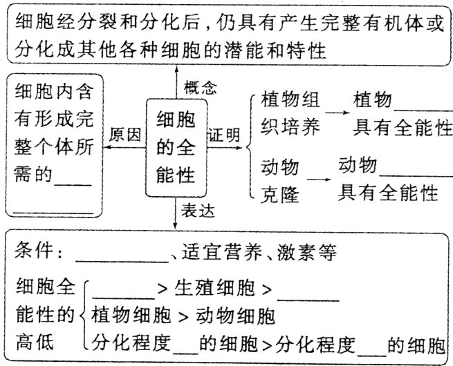高低分化程度的细胞分化程度的细胞