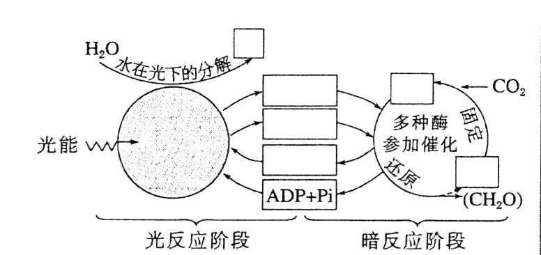 光反应阶段暗反应阶段