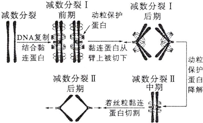 着丝粒黏连蛋白切割
