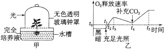 培养液暗充足光照