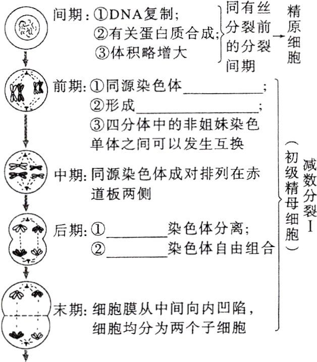 细胞均分为两个子细胞