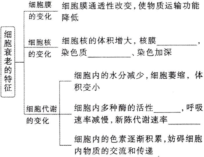 细胞内的色素逐渐积累妨碍细胞内物质的交流和传递