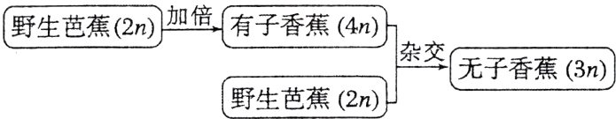 杂交无子香蕉3n野生芭蕉2n