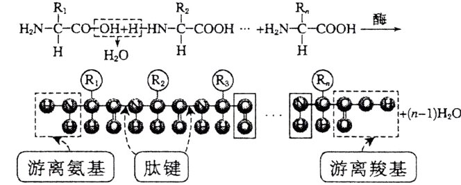 肽键游离氨基游离羧基