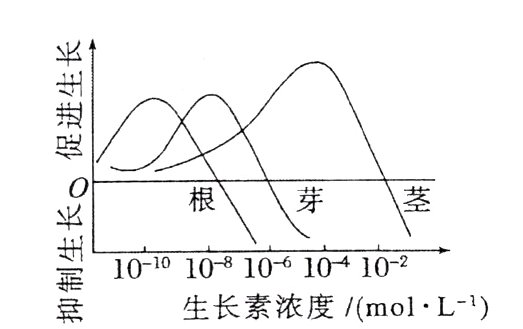 101010106104102生长素浓度molL1