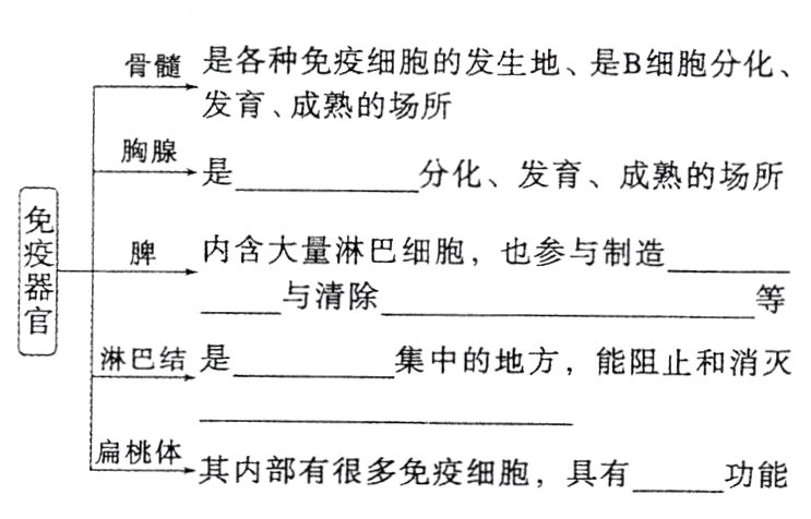 扁桃体其内部有很多免疫细胞具有功能