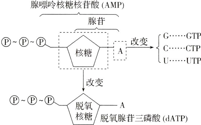 脱氧腺苷三磷酸dATP