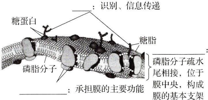 膜中央构成承担膜的主要功能膜的基本支架
