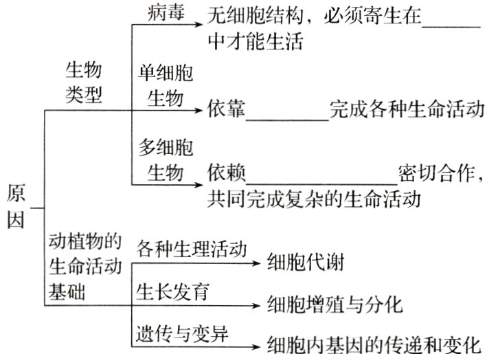 遗传与变异细胞内基因的传递和变化