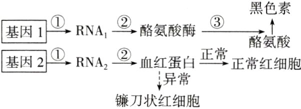 异常镰刀状红细胞