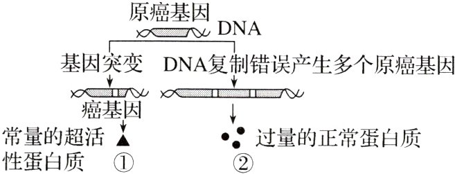 常量的超活盖过量的正常蛋白质性蛋白质