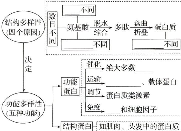 结构蛋白如肌肉头发中的蛋白质
