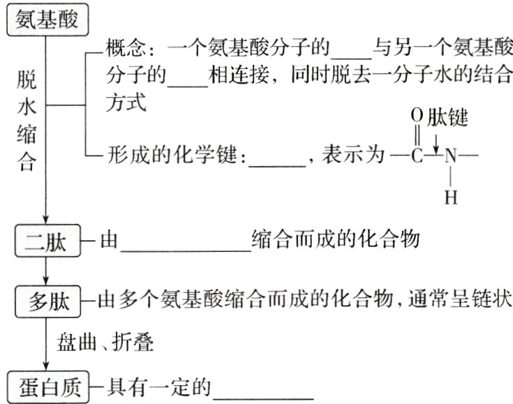 蛋白质具有一定的