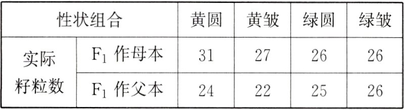 籽粒数F1作父本24222526