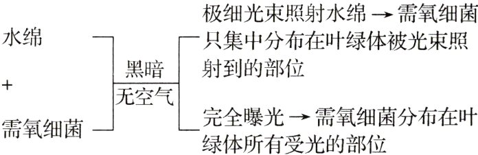 完全曝光需氧细菌分布在叶需氧细菌绿体所有受光的部位