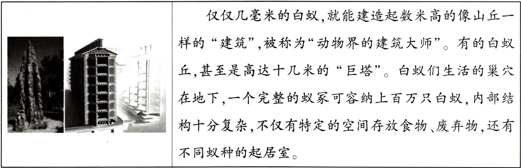 不同蚁种的起居室