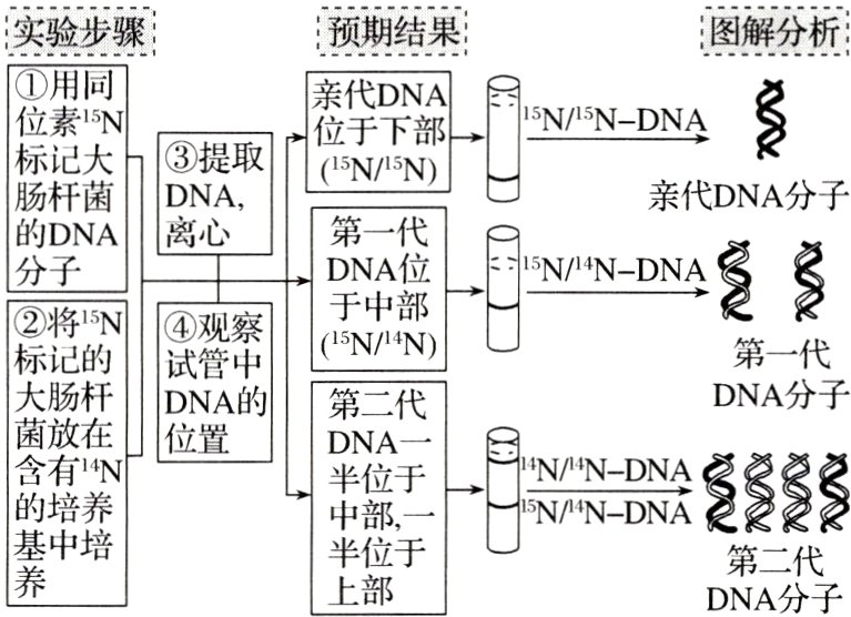 半位于第二代DNA分子