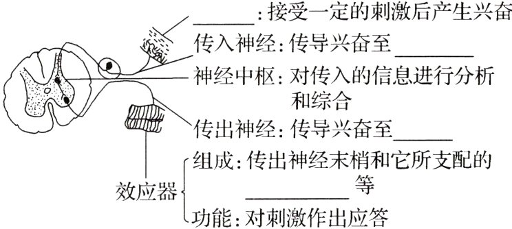 效应器功能对刺激作出应答