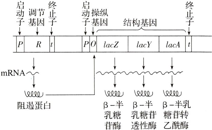 乳糖乳糖苷糖苷转苷酶透性酶乙酰酶