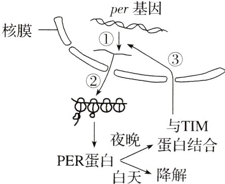 降解PER蛋白
