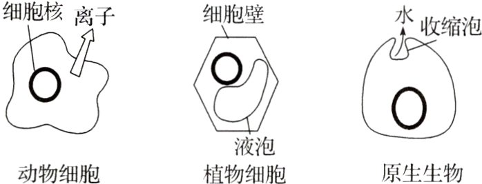 液泡原生生物动物细胞植物细胞