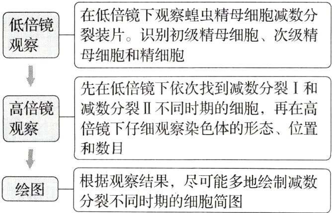 根据观察结果尽可能多地绘制减数绘图分裂不同时期的细胞简图