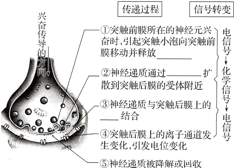 神经递质被降解或回收