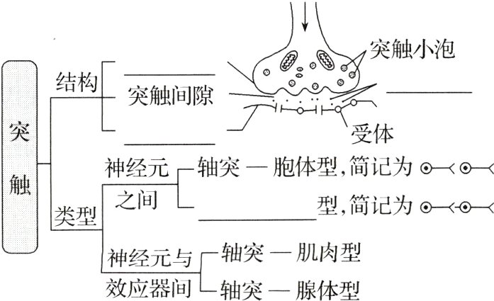 神经元与效应器间轴突腺体型