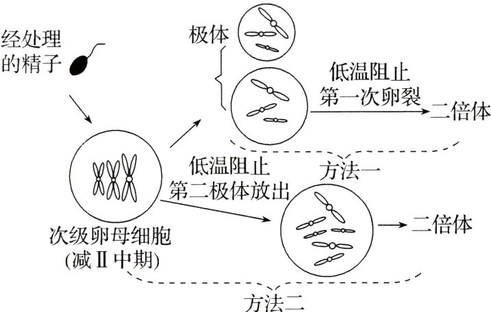 减II中期方法二