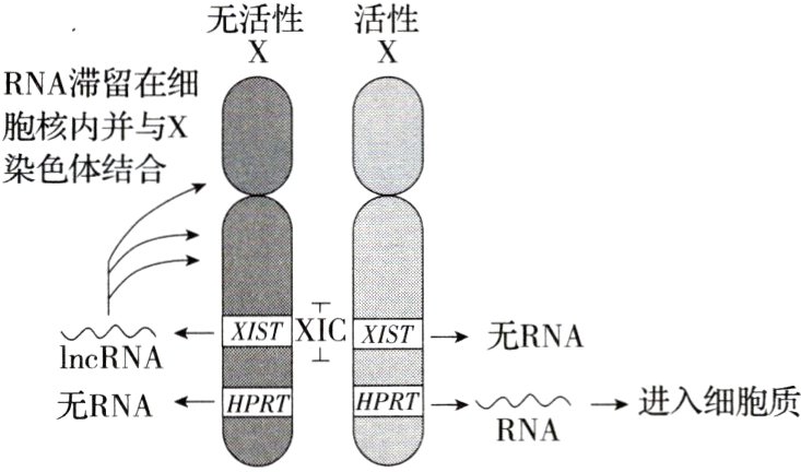 RNA进入细胞质HPRTRNA无RNAHPRT