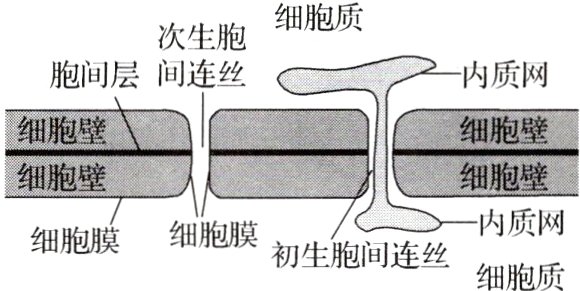 细胞膜细胞膜初生细胞质