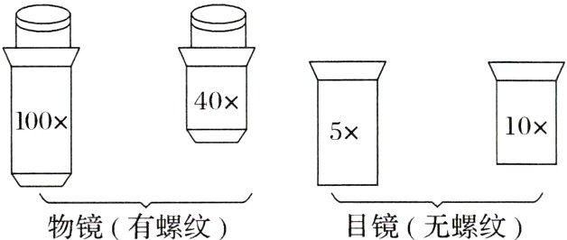 物镜有螺纹目镜无螺纹