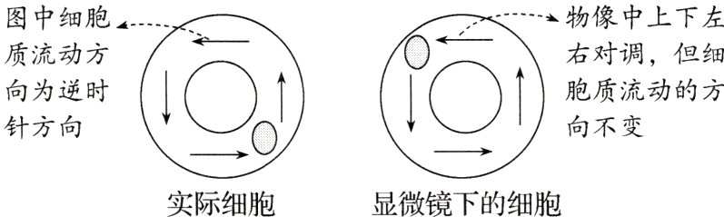 实际细胞显微镜下的细胞