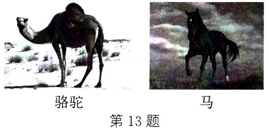 骆驼第13题