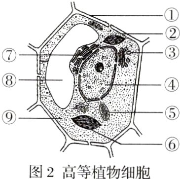 图2高等植物细胞