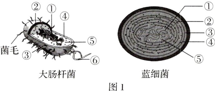 蓝细菌大肠杆菌图1